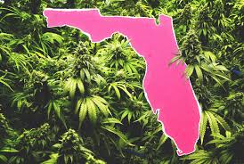 These laws do not mean you have a right to your job, it means you can be fired at any time for any reason, or no reason at all. How To Get Medical Marijuana In Florida Where To Buy Legal Weed Thrillist
