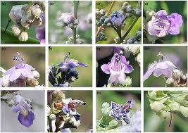 Image result for Vitex fischeri