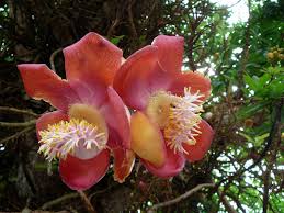 We did not find results for: 10 Flowering Trees In India And Where To Click Them This Spring Season Tripoto