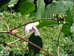 Image result for Canavalia ensiformis