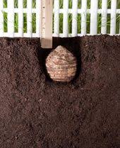 (the bigger the bulb the deeper it goes.) most elephant ears will grow to be at least 4 feet wide, so give them space! All About Elephant Ears Elephant Ear Bulbs Elephant Ears Garden Elephant Ear Plant