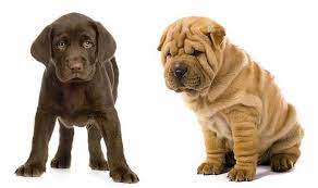 Why buy a shar pei puppy for sale if you can adopt and save a life? Shar Pei Lab Mix Is The Lab Pei Right For You