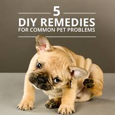 5 Natural Home Remedies For Common Pet Problems Itchy Dog Pets Bad Dog Breath