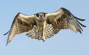 صور صقر صقور Hawk طيور طبيعة 9 Pet Birds Animal Wallpaper Hawk Photos