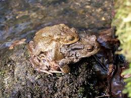 Erdkrote Bufo Bufo Ffh Rheingau Rheingau Rheine