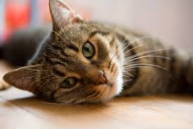 Heart diseases in cats is often related to a diseased heart muscle called cardiomyopathy. Heart Disease In Cats What Every Feline Fanatic Should Know Ovrs Blog Oakland Veterinary Referral Services