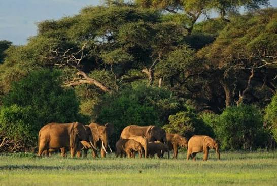 Bandingilo National Park | Wildlife and landscape.