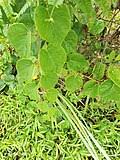 Image result for Cissus nigropilosa