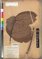 Image result for Dictyophleba lucida