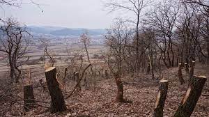 Hoia Baciu Una Dintre Cele Mai Faimoase PÄƒduri Din Romania A CÄƒzut PradÄƒ TÄƒierilor De Copaci Poiana RotundÄƒ CunoscutÄƒ Pentru Fenomene Paranormale Ar Putea Deveni LegendÄƒ Foto