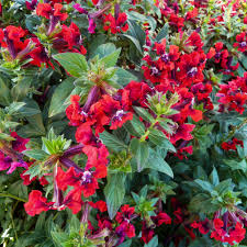 Image result for Cuphea