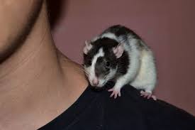 Zeit da weiß ich nicht wieviel zeit. Neues Haustier Warum Eigentlich Ratten Pro Und Contra