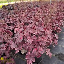 Image result for Heuchera `Midnight Rose`