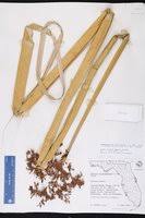 Image result for Schoenoplectus muriculatus