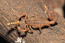In the wild, scorpions eat bugs, including spiders. 10 Fascinating Facts About Scorpions