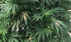 These pests spread from plant to plant but can be battled. Cannabis Cultivation Spider Mites In The Crop Greenhouse Canada