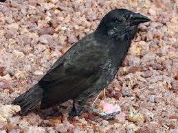 Most of the finches on daphne major are medium ground finches. Common Cactus Finch Geospiza Scandens Birds Of The World