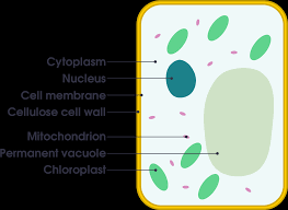 Animal cells are eukaryotic in nature. Download File Plant Cell Vs Animal Cell Simple Png Image With No Background Pngkey Com