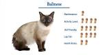 Hypoallergenic Cats Price - Hypoallergenic Cats