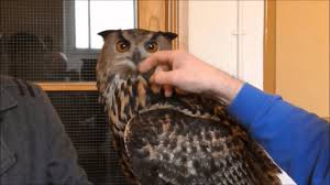 In some cafés, you can owls are not pets, angus stressed. Keeping Owls As Pets Is It Legal Pethelpful By Fellow Animal Lovers And Experts