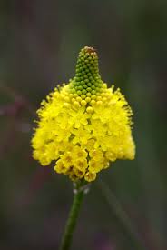 Bulbinella Wikipedia Flower closeup photos courtesy of david jubineau. bulbinella wikipedia