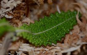 Image result for Elaphoglossum mildbraedii