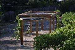 60 pcs plant support clips,flower and vine clips,garden tomato plant support clips for supporting stems,vines grow upright (2 sizes in one pack) 4.4 out of 5 stars 1,180 $8.97 $ 8. How Do I Provide Structural Support For My Grape Vines California Gardening Weekly Gardening Tip Anr Blogs