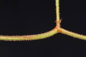 Image result for Persicaria strigosa