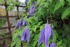 Available to order from late summer. Early Spring Flowering Clematis For Your Garden Ken Black Clematis