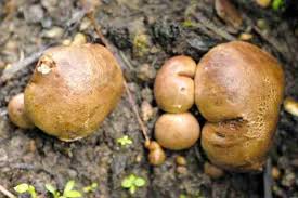 Image result for Scleroderma cepa