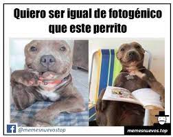 Perrito Fotogenico Perros Perrosgraciosos Memes Humormemes Memesespanol Memesgraciosos Imagenesgraciosas Memes Divertidos Meme Divertido Meme Gracioso