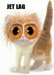 Beat Jet Lag The Traveling Pharmacist What Boundaries Live Your Dream Funny Pictures Animals Tuesday Humor