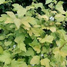 This ninebark cultivar is best known for its lime green summer foliage that really makes this plant stand out in the landscape. Physocarpus Opulifolius Dart S Gold Ninebark Dart S Gold In Gardentags Plant Encyclopedia