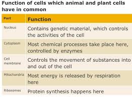 Shared Structure In Plant Animal Cells Plant And Animal Cells Animal Cell Plant Cell