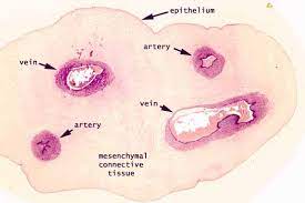 Siu Som Histology Erg