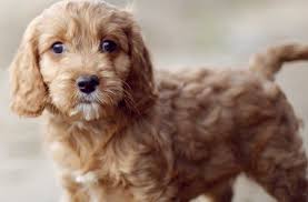 They were first bred in the 1990s in australia at the start of the doodle craze began. Cavapoo 12 Amazing Things About Cavdoodle Dogs