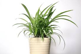 Curly spider plant propagation in 3 easy steps: How To Care For A Spider Plant Plant Care For Beginners