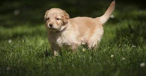 There's also besnik, an albanian name that embodies the true meaning of loyal and faithful. Female Dog Names With Meaning Protector