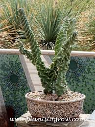 Image result for Cactaceae