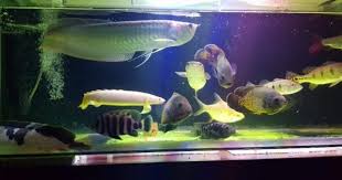 Ikan hias || predator amazon ||. Yuk Pelihara Ikan Hias Predator Yang Eksotis Popmama Com