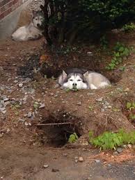 Digging For A Reason They Like To Make A Den Dogs Animals Beautiful Husky Dogs