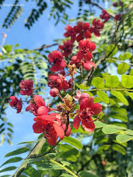 Image result for Cassia burttii