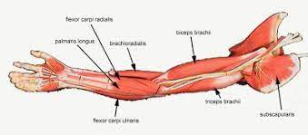 Just try to improve a little each day and commit a muscle or two to memory you also get diagrams off the illustration so you can study the terminology and commit more of that to memory. Diagrams Arm Muscles Diagram Muscle Diagram Arm Muscles Arm Muscle Anatomy