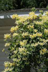 Image result for Lonicera