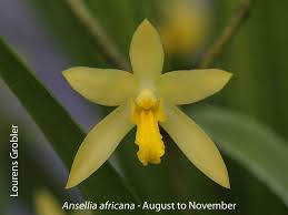 Image result for Ansellia africana