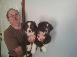 We did not find results for: Miniature Australian Shepherd Puppies For Sale In Fruitport Michigan Classified Americanlisted Com