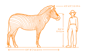 Safari Animals Dimensions Drawings Dimensions Guide