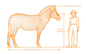 safari animals dimensions drawings dimensions guide