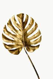 Shiny Golden Monstera Leaf Transparent Png Free Image By Rawpixel Com Teddy Rawpixel