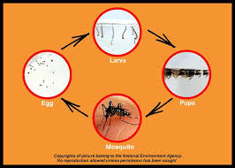 El mosquito al que vamos a hacer referencia no es cualquier mosquito, sino el denominado aedes aegypti, pequeño insecto de color oscuro, con rayas blancas en el dorso y en las patas, de hábitos diurnos. Nea Aedes Mosquito